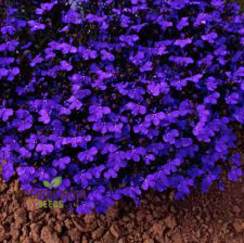 Lobelia Seeds (Lobelia Crystal Palace Seeds) - Stunning Garden Borders and Containers