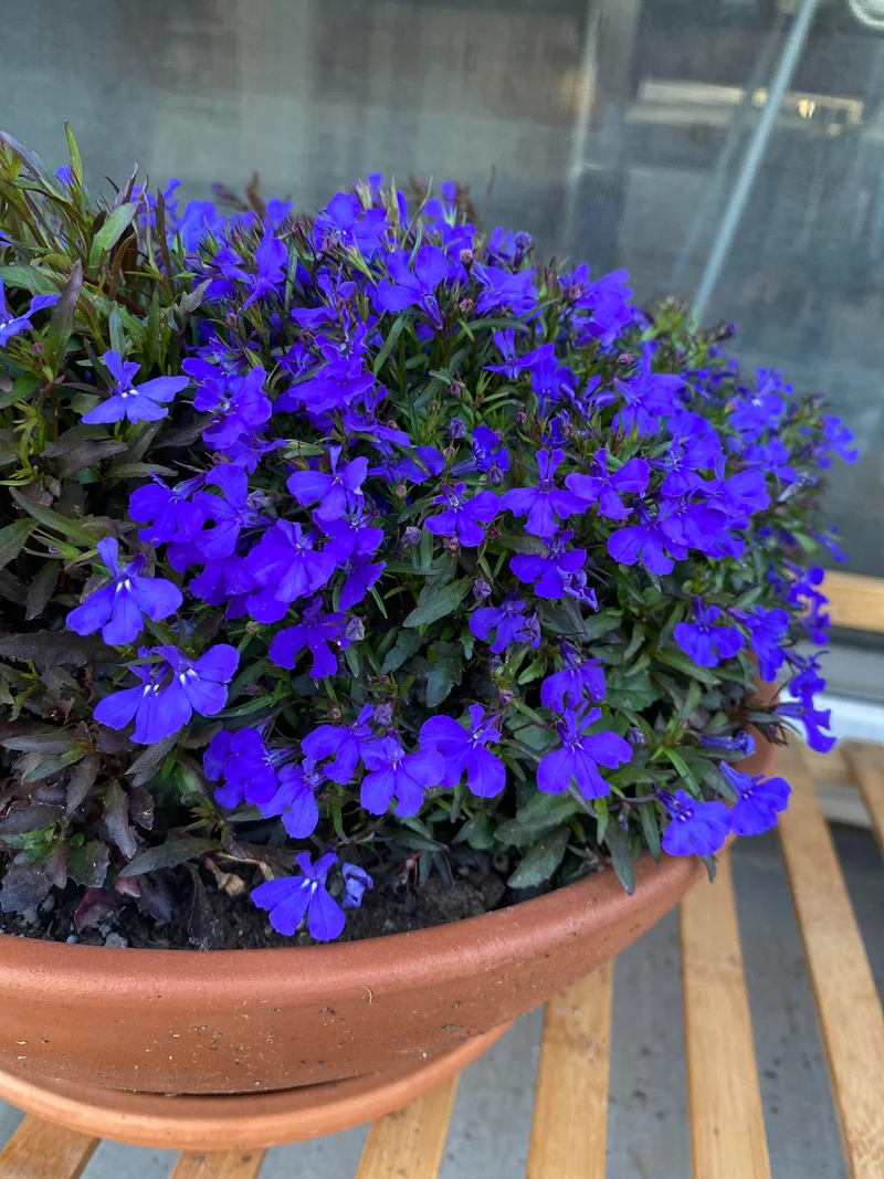 Lobelia Seeds (Lobelia Crystal Palace Seeds) - Stunning Garden Borders and Containers