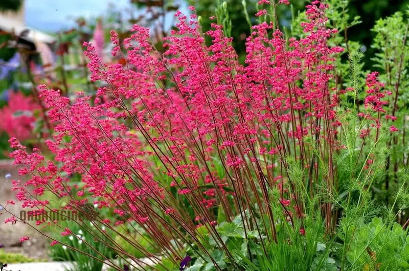 Heuchera Bressingham Hybrids Flower Seeds, Premium Garden Seeds for Gardening Enthusiasts