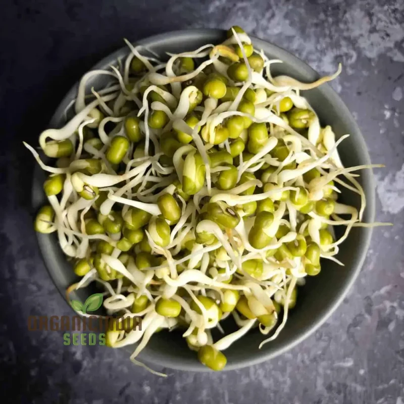 Mung Bean Seeds for Nutritious Sprouts - Gardening & Planting - 100 pcs