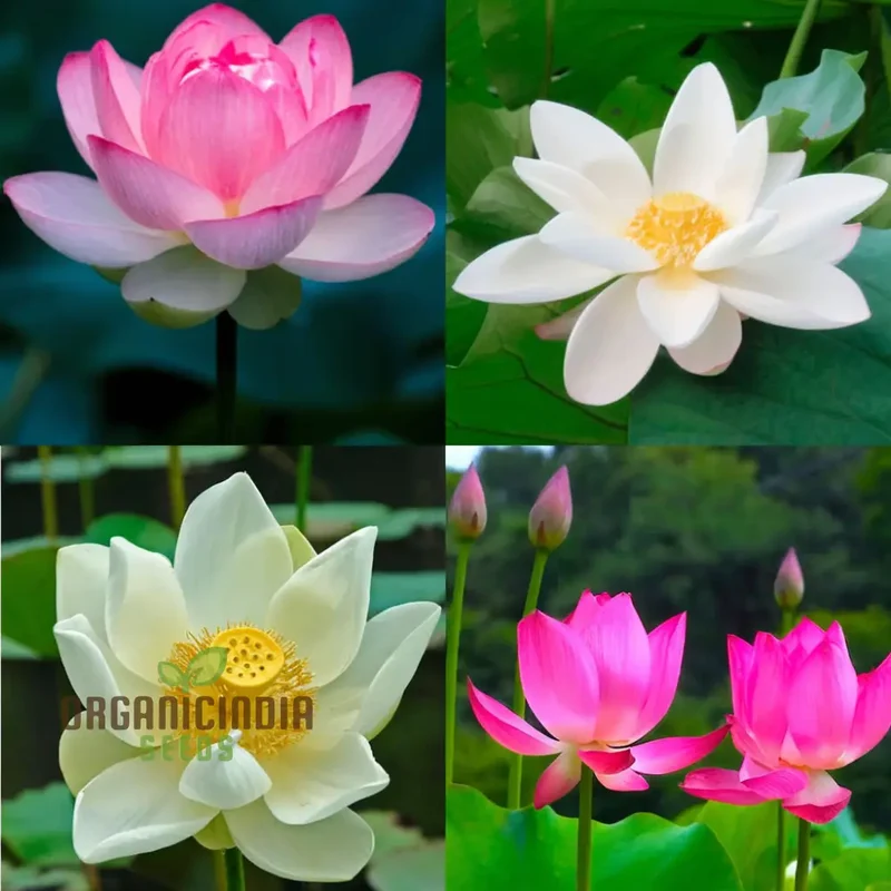 Nelumbo Nucifera, Lotus (Mixed Colors) Seeds Grow Your Own Stunning and Varied Lotus Flowers