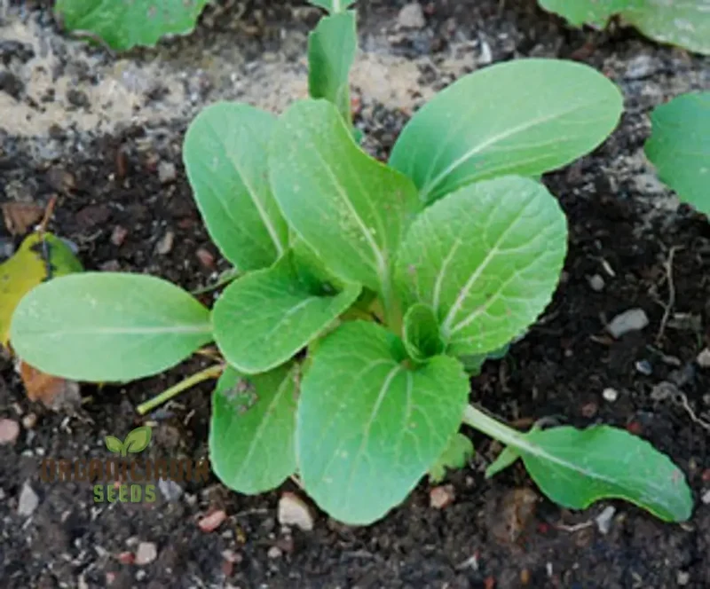 Pak Choi Goku F1 Vegetable Seeds, High-Yielding Hybrid Chinese Cabbage Seeds for Home Gardens