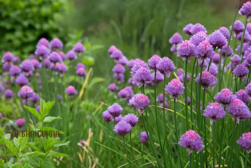 Chives - Perennial Flower Seeds, Enhance Your Garden with Flavorful Blooms and Expert Planting Tips