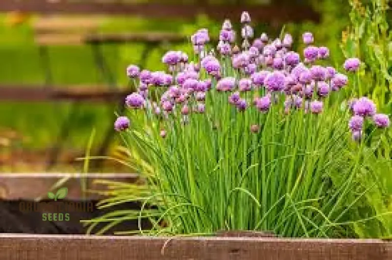 Chives - Perennial Flower Seeds, Enhance Your Garden with Flavorful Blooms and Expert Planting Tips