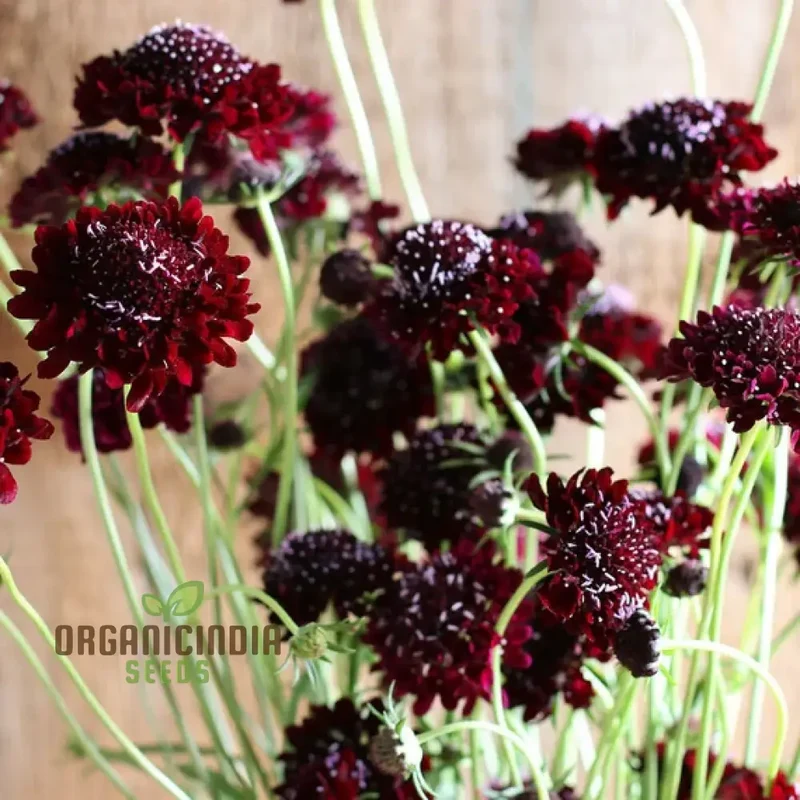 Scabiosa Atropurpurea Black Knight Seeds - Cultivate Striking and Dark Black Knight Scabiosa Flowers in Your Garden