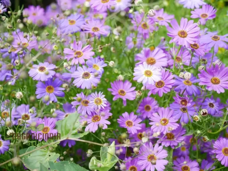 Brachycome Brachy Blue (Swan River Daisy) Seeds ,Grow Beautifully with These Charming Additions to Your Gardening Collection!