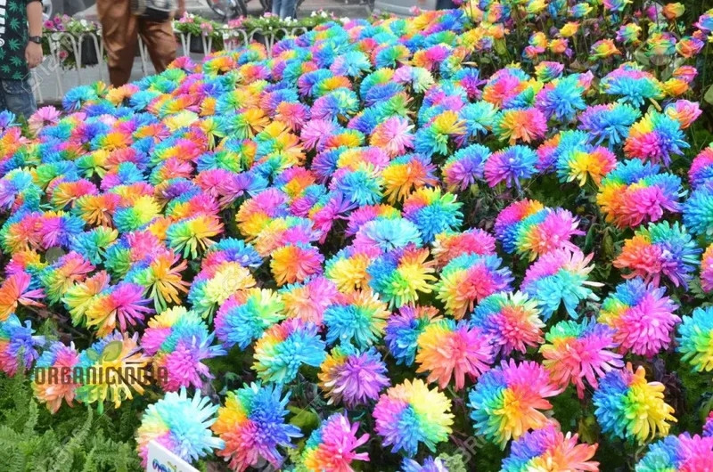 Chrysanthemum Rainbow Seeds: Delightful Gardening Gems for Your Colorful Oasis