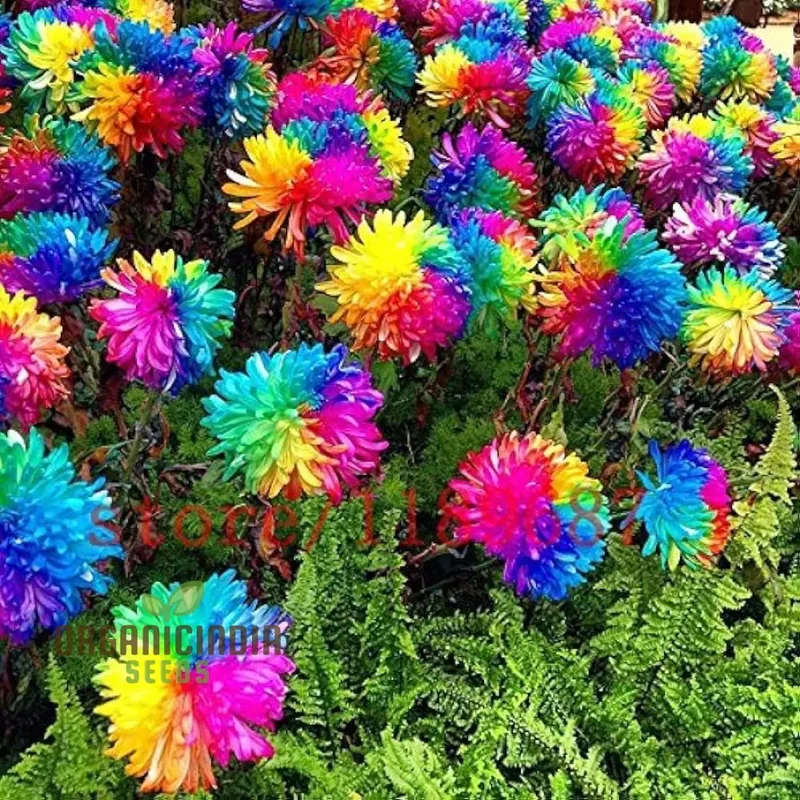 Chrysanthemum Rainbow Seeds: Delightful Gardening Gems for Your Colorful Oasis