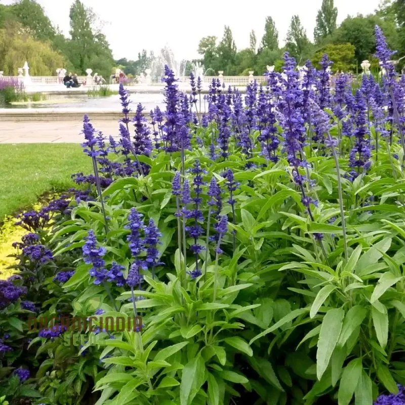Salvia Farinacea Victoria Seeds - Grow Stunning and Regal Victoria Salvia Farinacea in Your Garden