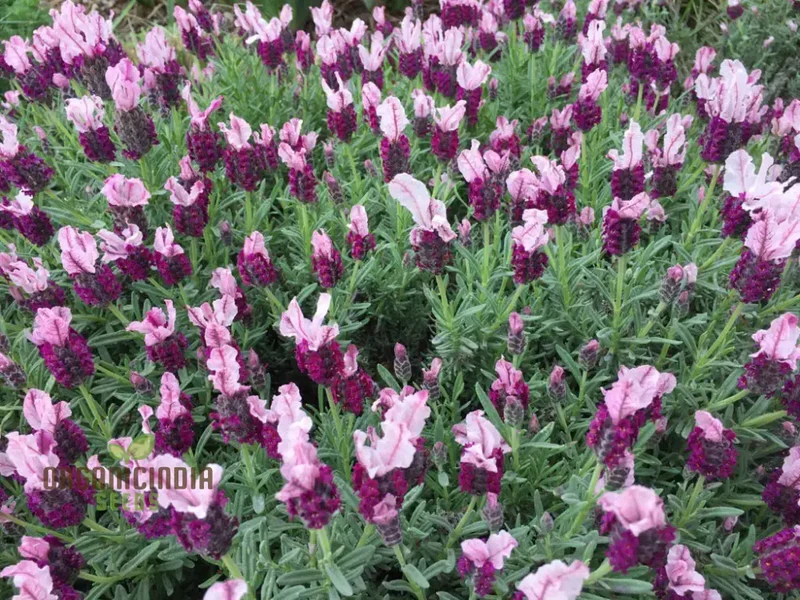 Lavender Bandera Pink Flower Seeds, Cultivate Tranquility and Beauty in Your Garden with Expert Tips on Planting and Gardening