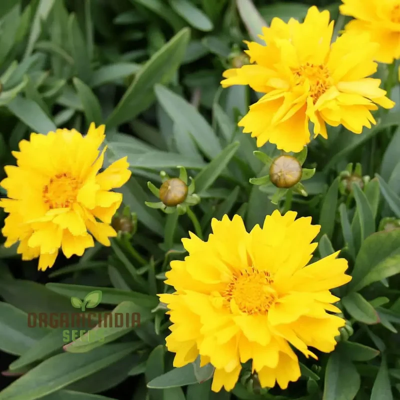 Cultivate Coreopsis Grandiflora Presto Seeds for a Flourishing Garden Full of Color and Beauty!