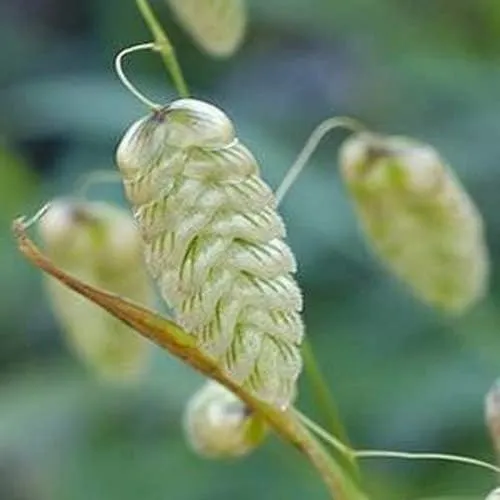 Briza Maxima Seeds – Quaking Grass Ornamental Variety for Garden Planting