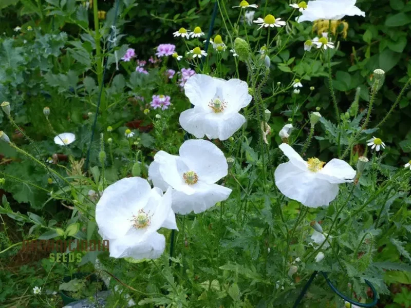 Papaver (Poppy Seeds) Bridal Silk Flower Seeds for Planting- Grow Elegant and Delicate Bridal Silk Poppies in Your Garden