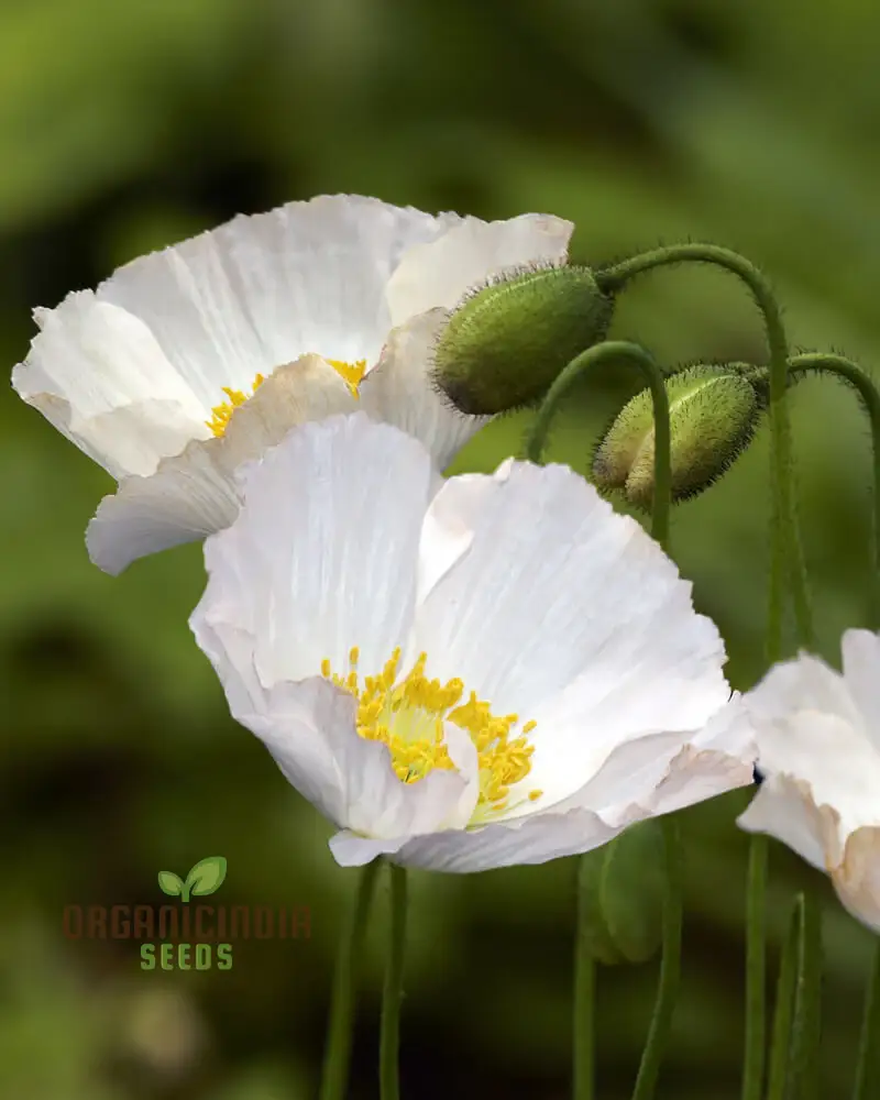 Papaver (Poppy Seeds) Bridal Silk Flower Seeds for Planting- Grow Elegant and Delicate Bridal Silk Poppies in Your Garden