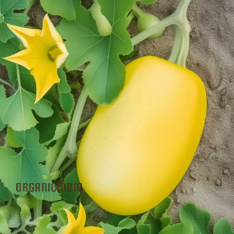 Spaghetti Vegetable Seeds, Cultivate Nutritious and Versatile Vegetables with Expert Planting and Gardening Techniques