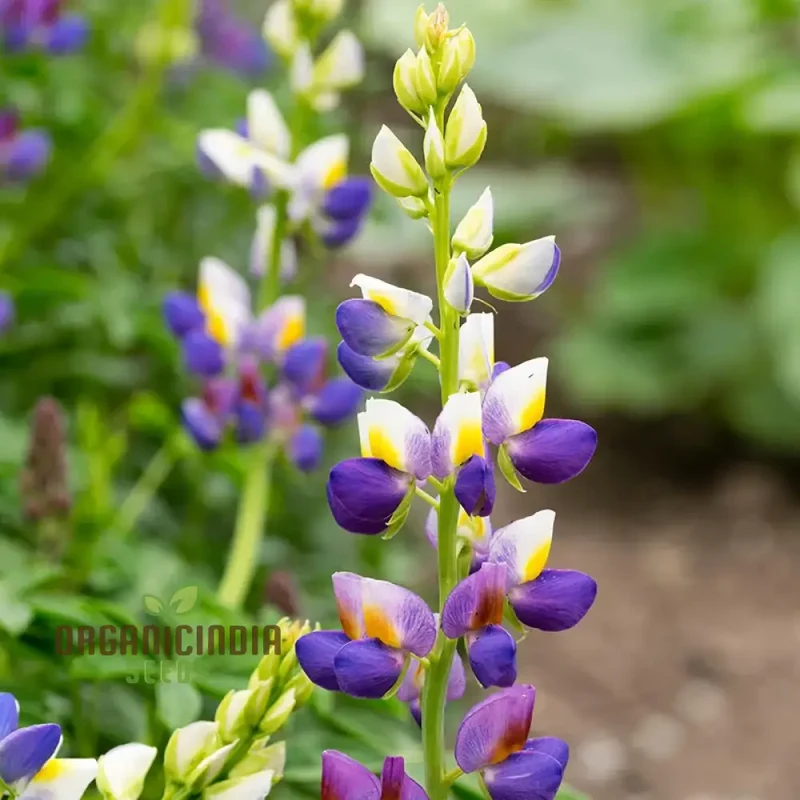 Lupin Sunrise Seeds: Enhance Your Garden with Vibrant Flowers - Premium Quality for Successful Gardening