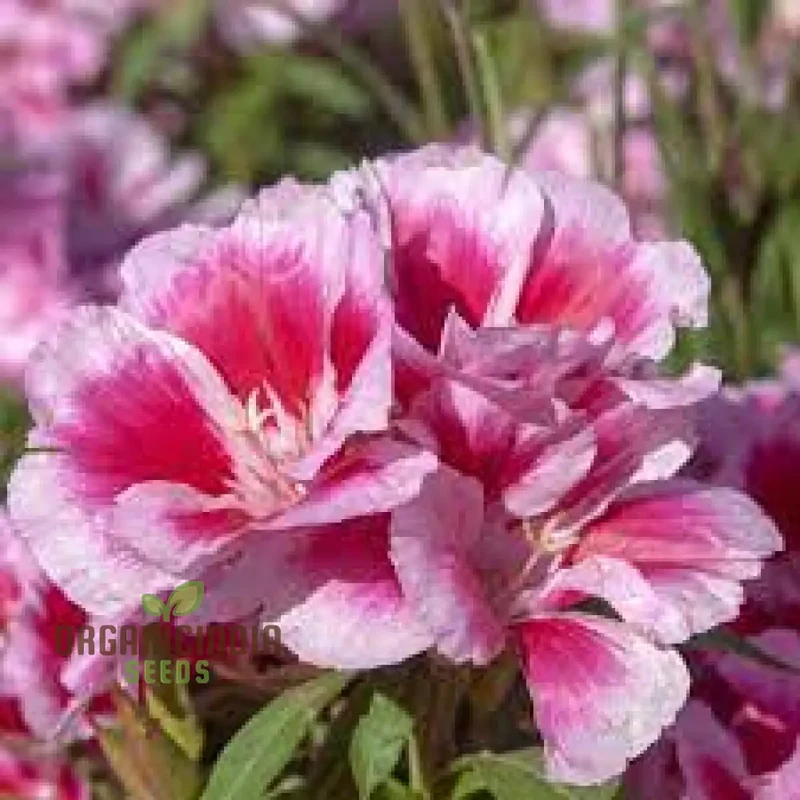 Godetia Dream Double Flower Seeds For Planting: Exquisite Gardening Splendor for Your Blossoming Oasis