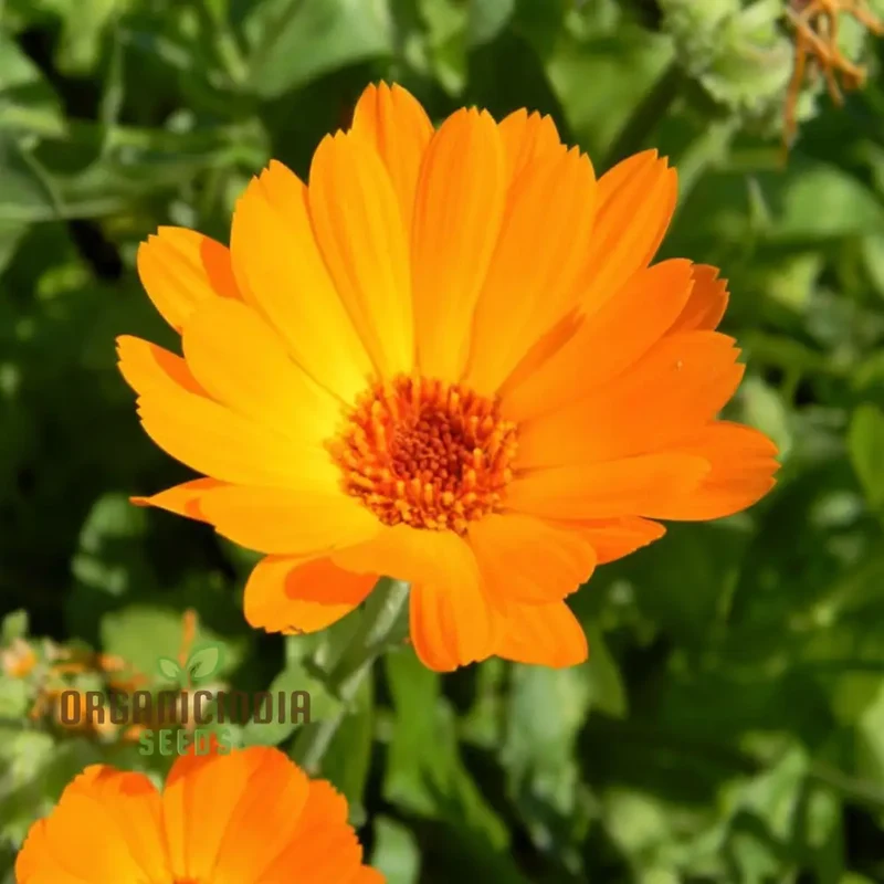Calendula 'Winter Sun' Seeds for a Burst of Color in Your Garden â€“ Elevate Your Gardening Experience with Vibrant Blooms!
