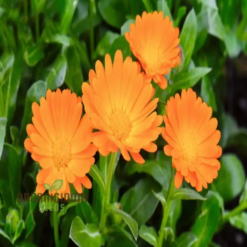 Calendula 'Winter Sun' Seeds for a Burst of Color in Your Garden â€“ Elevate Your Gardening Experience with Vibrant Blooms!