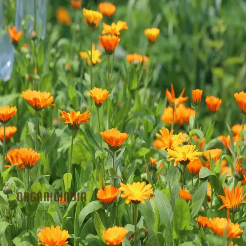 Calendula 'Winter Sun' Seeds for a Burst of Color in Your Garden â€“ Elevate Your Gardening Experience with Vibrant Blooms!