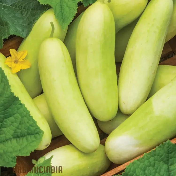 Cucumber Honey Plus Vegetable Seeds, Cultivate Sweet and Crisp Cucumbers with Expert Tips for a Bountiful Harvest