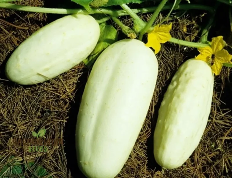 Cucumber Honey Plus Vegetable Seeds, Cultivate Sweet and Crisp Cucumbers with Expert Tips for a Bountiful Harvest