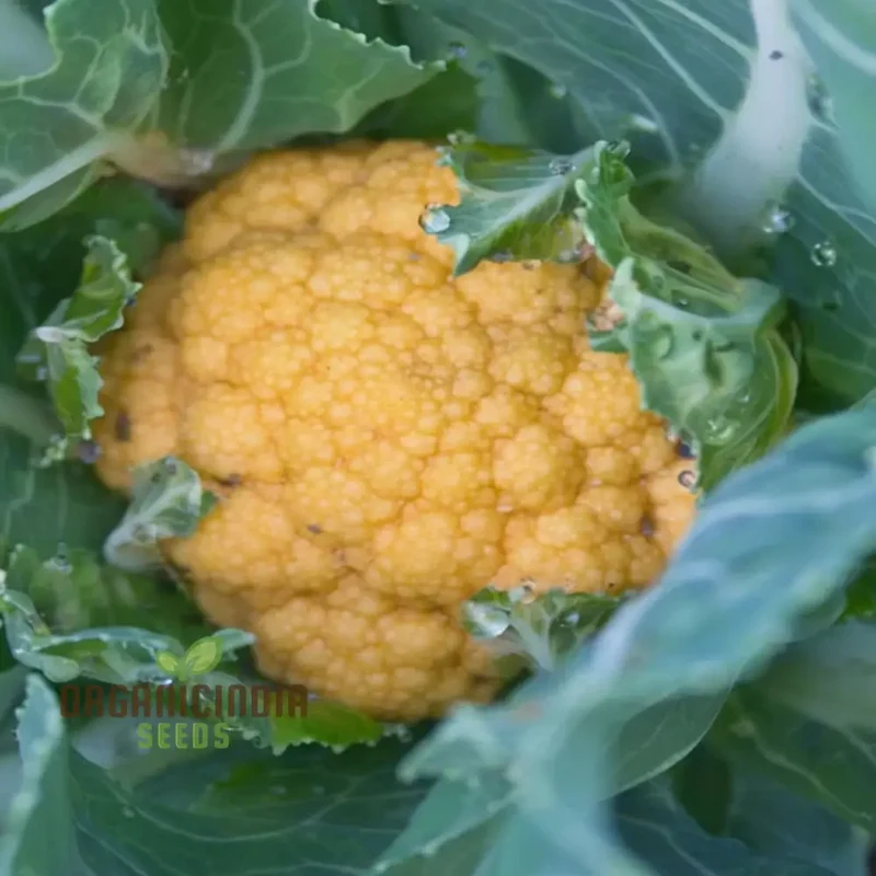Cauliflower Sunset Seeds - Grow Vibrant and Nutritious Orange Cauliflower
