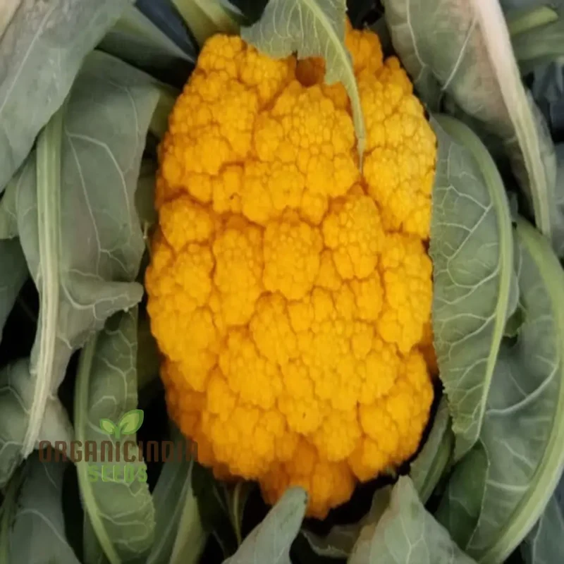 Cauliflower Sunset Seeds - Grow Vibrant and Nutritious Orange Cauliflower
