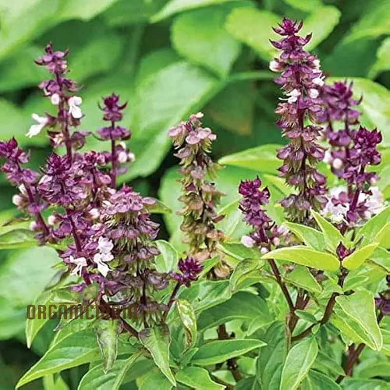 Cinnamon Basil Seeds – Aromatic, Non-GMO Culinary Herb Variety