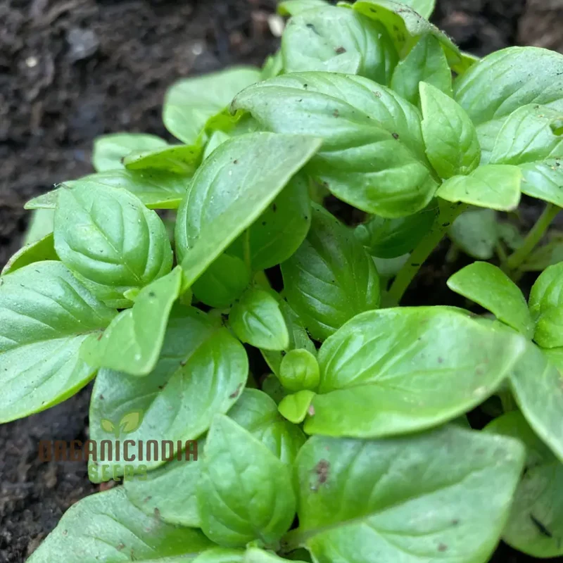 British Basil Seeds for Planting – Premium Organic, Fresh Aromatic Herb Variety