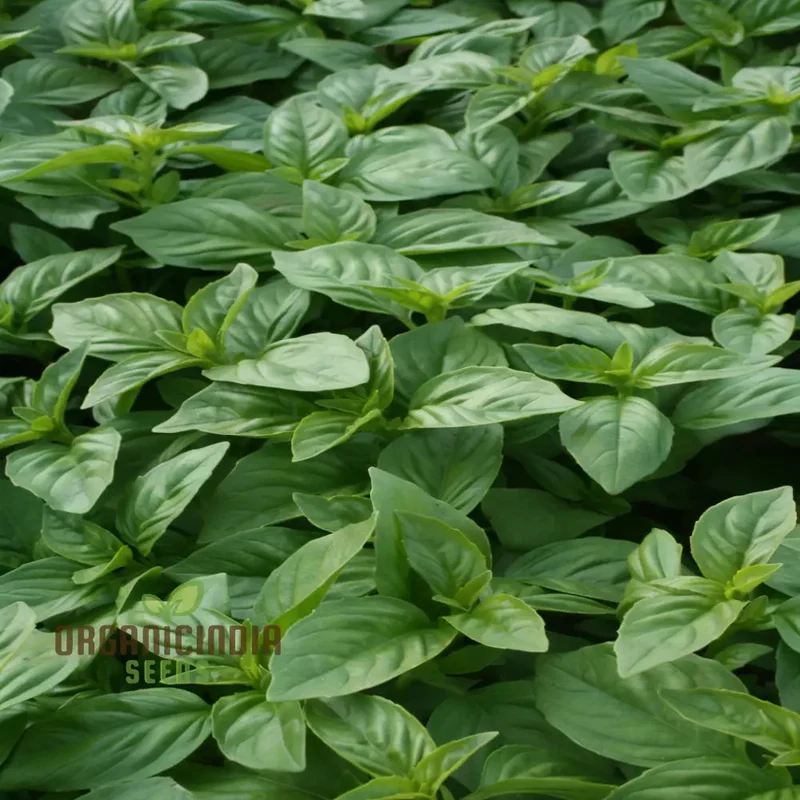 British Basil Seeds for Planting – Premium Organic, Fresh Aromatic Herb Variety