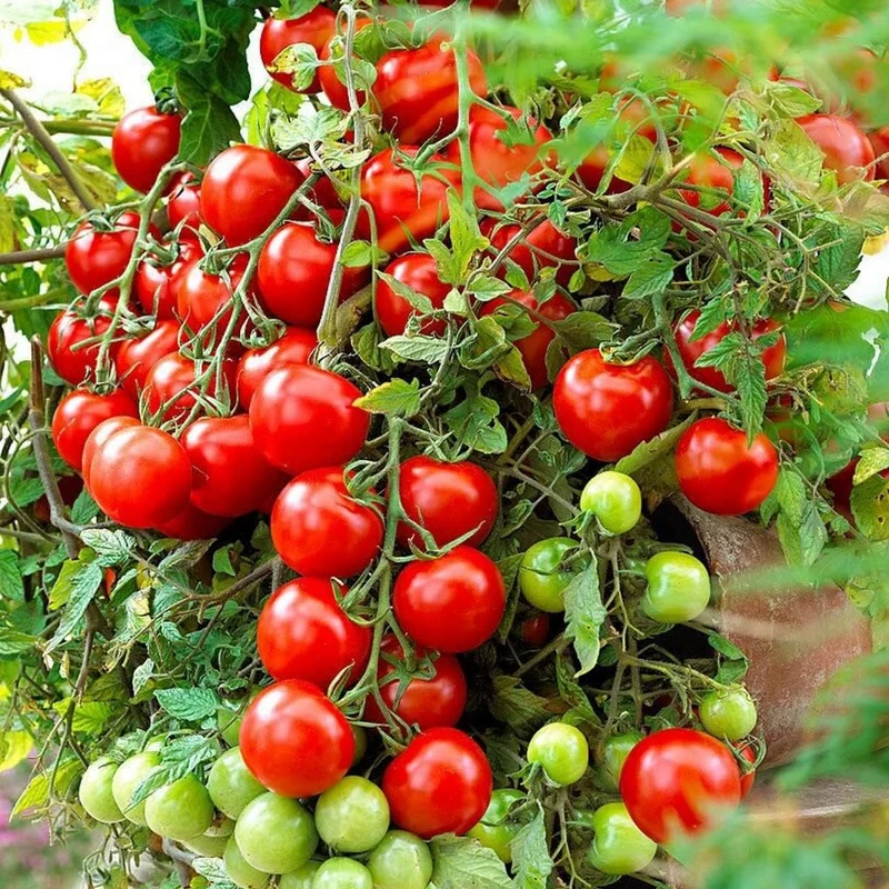 Tomato Tumbling Tom Red Seeds - Perfect for Abundant and Flavorful Hanging Basket Tomatoes