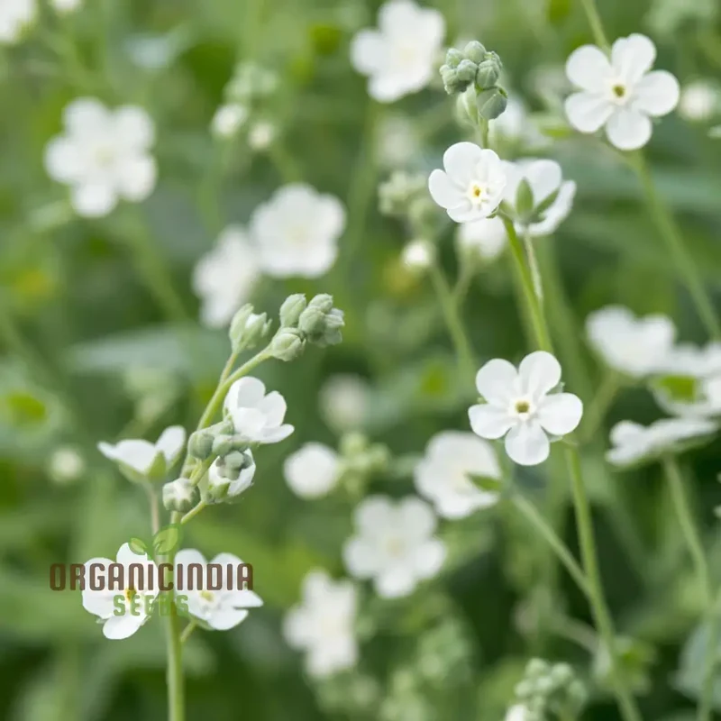Omphalodes Linifolia Little Snow White Flower Seeds for Planting