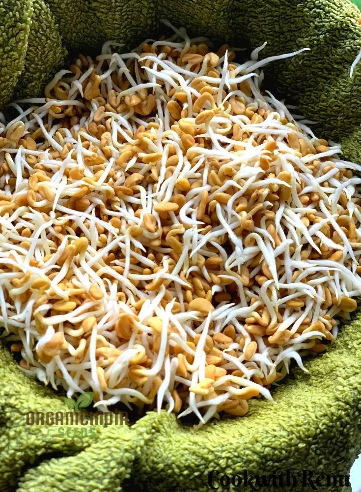 Fenugreek Sprouts from Seeds for Fresh and Flavorful Culinary Delights