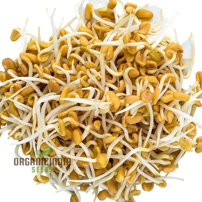 Fenugreek Sprouts from Seeds for Fresh and Flavorful Culinary Delights