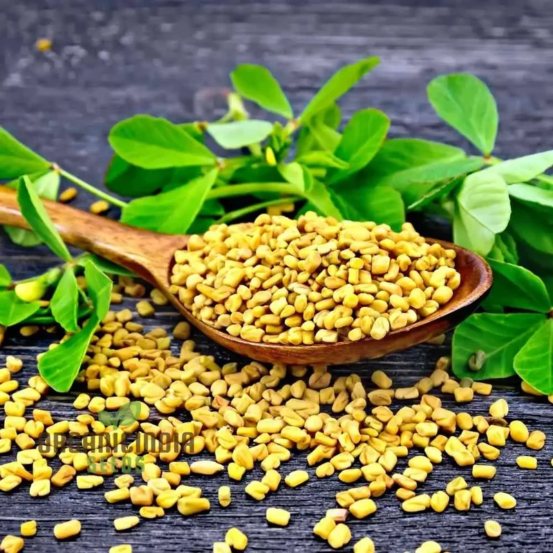 Fenugreek Sprouts from Seeds for Fresh and Flavorful Culinary Delights