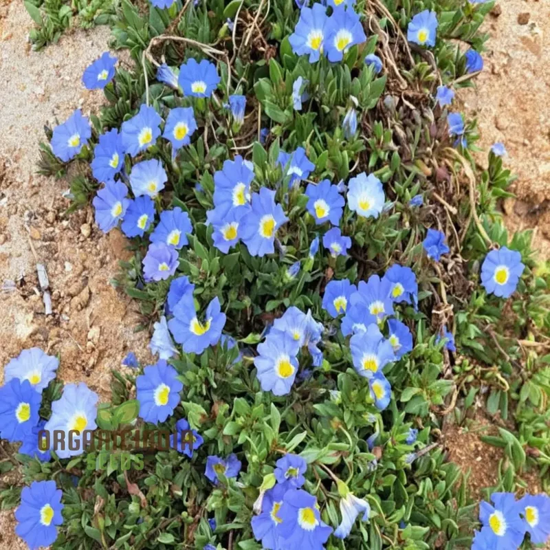 Nolana Blue Bird Seeds - Grow Stunning Blue Flowers in Your Garden with Nolana Blue Bird