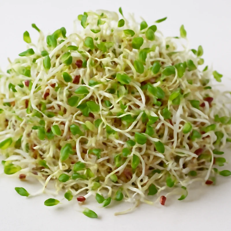 Nutritious Alfalfa Sprouting Seeds: Comprehensive Guide to Planting and Gardening for Homegrown Sprouts and Healthy Living