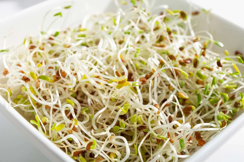 Nutritious Alfalfa Sprouting Seeds: Comprehensive Guide to Planting and Gardening for Homegrown Sprouts and Healthy Living