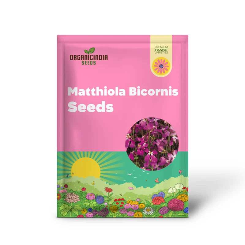 Night Scented Stock Matthiola Bicornis Seeds for Planting