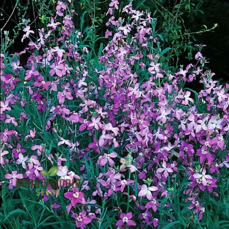 Night Scented Stock Matthiola Bicornis Seeds for Planting