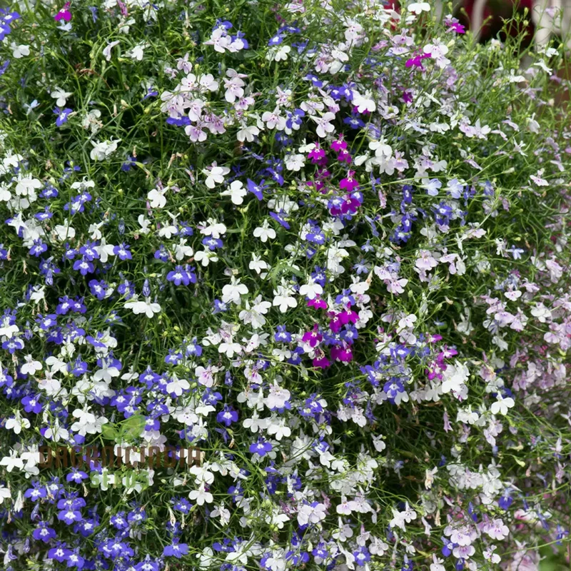 Lobelia Fountains Mixed Seeds for Gardening Enthusiasts | Premium Cultivated Varieties for Stunning Fountain-Like Blooms