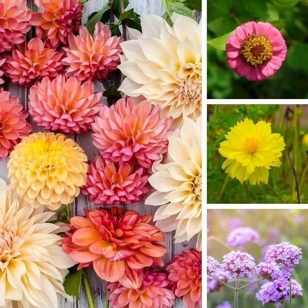 Winter Flower Mix Seeds – Cool Season Bloom Mix for Indian Gardens