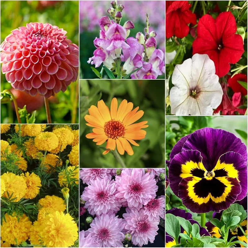 Winter Flower Mix Seeds – Cool Season Bloom Mix for Indian Gardens