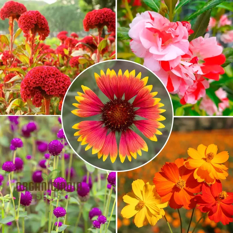 OrganicIndiaSeeds:Summer Flower Seed Collection