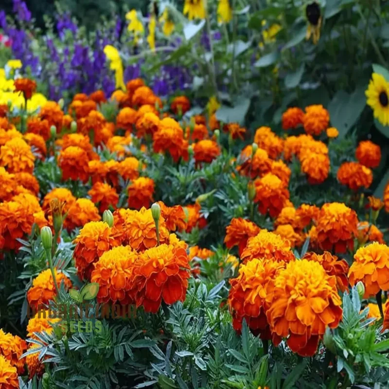 Marigold Jafri Flower Seeds for Stunning Flower Planting and Gardening Success