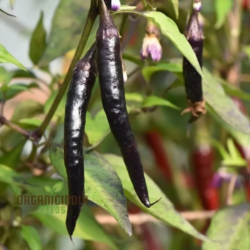 Chilli F1 Hybrid Deep Kali Vegetable Seeds, Comprehensive Planting and Gardening Guide for Vibrant and Spicy Harvests