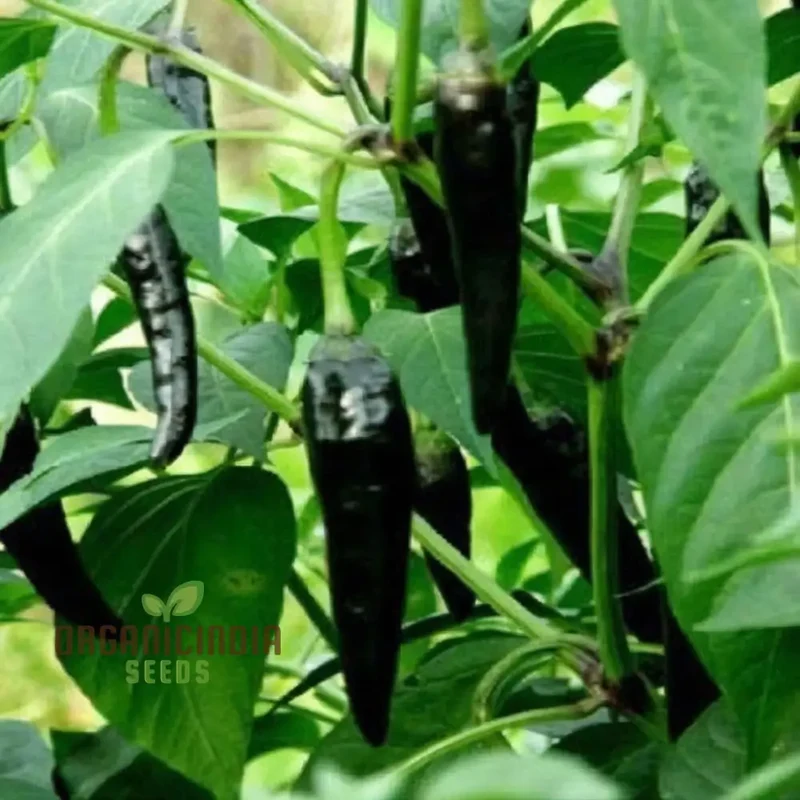 Chilli F1 Hybrid Deep Kali Vegetable Seeds, Comprehensive Planting and Gardening Guide for Vibrant and Spicy Harvests