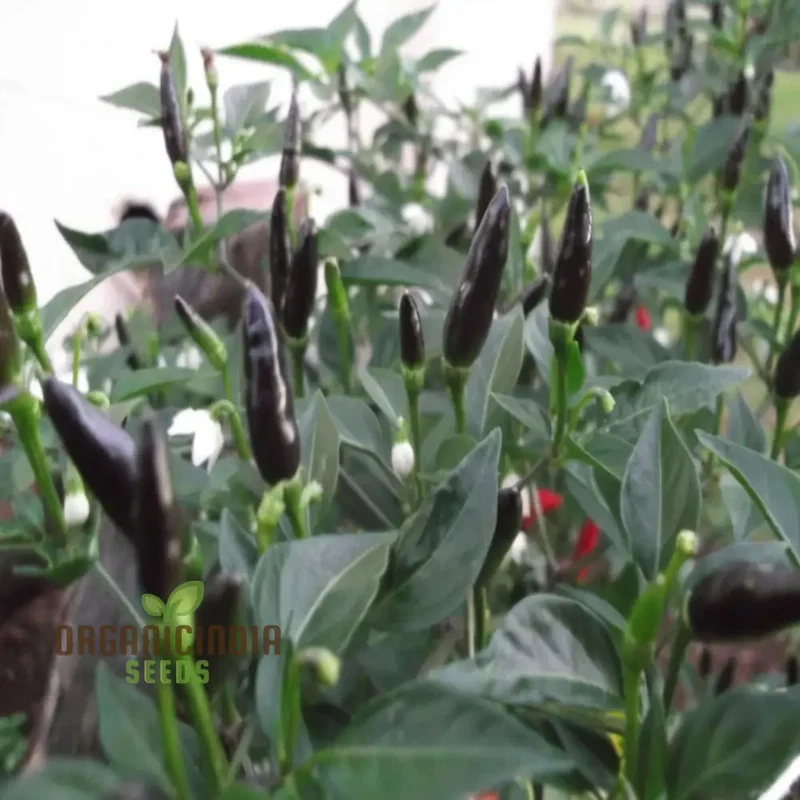 Chilli F1 Hybrid Deep Kali Vegetable Seeds, Comprehensive Planting and Gardening Guide for Vibrant and Spicy Harvests