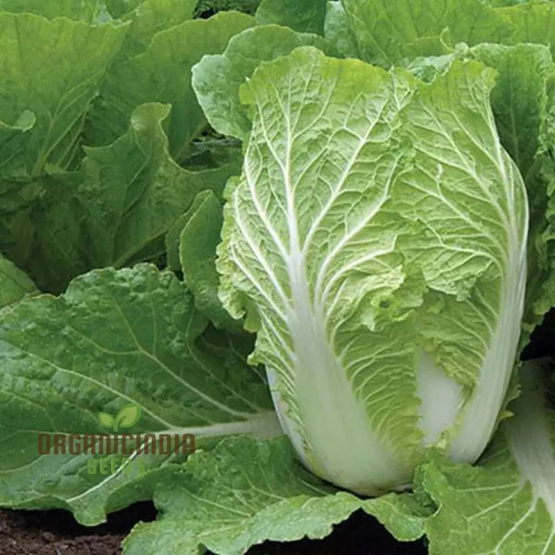 Chinese Cabbage Wong Bok (Napa) Vegetable Seeds, Crisp Texture, Ideal for Stir-Fries and Salads